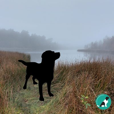 Workshop: Natuurlijk Apporteren